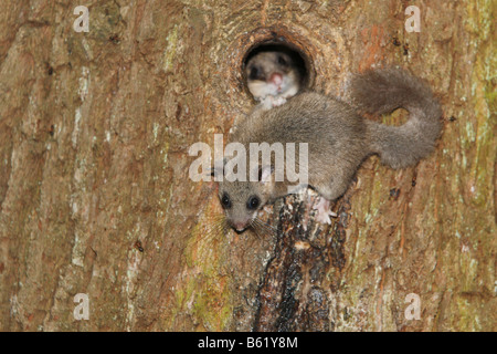 Edible or Fat Dormouse (Glis glis) Stock Photo