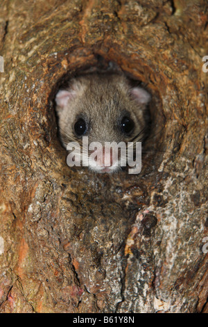 Edible or Fat Dormouse (Glis glis) Stock Photo