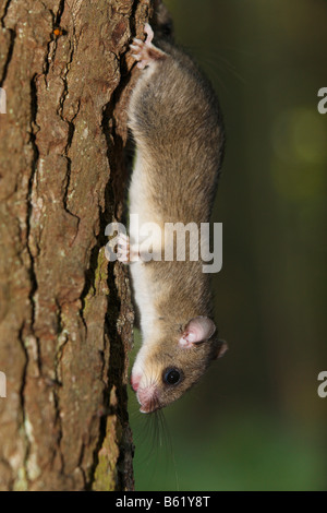 Edible or Fat Dormouse (Glis glis) Stock Photo