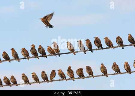 European or Common Starling or Starling (Sturnus vulgaris) on a high tension wire, Foehr, Schleswig-Holstein, Germany, Europe Stock Photo