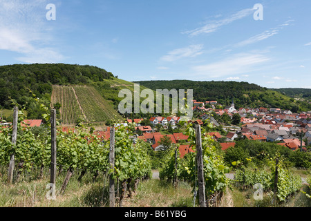 Vineyard in Ramsthal, Rhoen, Lower Franconia, Bavaria, Germany, Europe Stock Photo