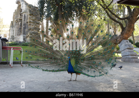 Peacock strutting his stuff in San Francisco Park Oviedo Spain Stock Photo