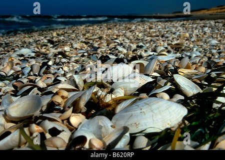 Shells covering the beach on Hiddensee Island, Mecklenburg-Western Pomerania, Germany, Europe Stock Photo