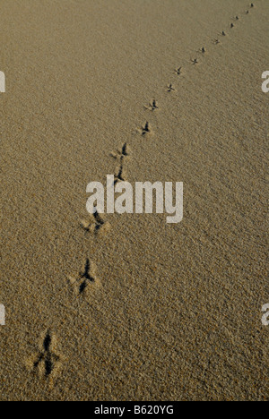 Diagonal bird tracks in the sand Stock Photo