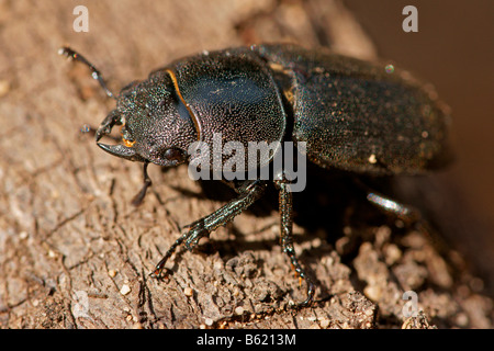 Lesser Stag Beetle (Dorcus parallelipipedus) Stock Photo