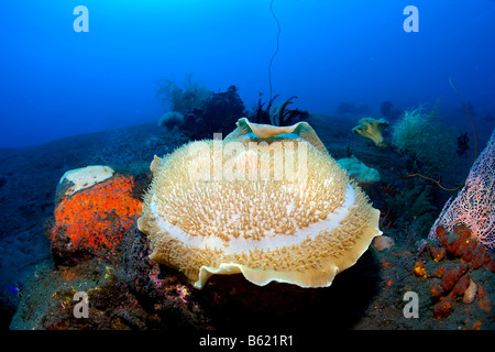 Giant Cup Mushroom Coral or Giant Coral Anemone (Amplexidiscus fenestrafer) attached to black volcanic seabed, Indonesia, South Stock Photo