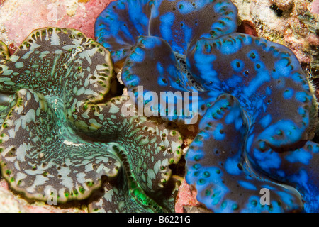 A Small Giant Clam (Tridacna maxima) nestled in a coral bed. Egypt, Red ...