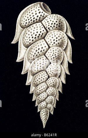 Thalamophora / Kammerlinge, Name Globigerina, Haeckel, Kunstformen der Natur, art nouveau, 20th century, Europe Stock Photo