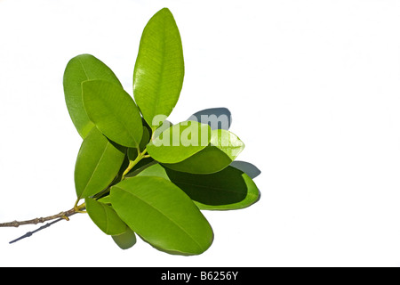 Fresh leaves of Allspice tree Stock Photo