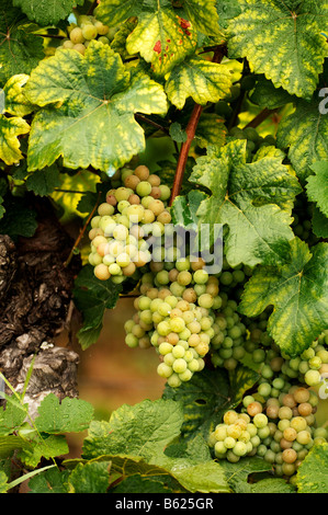 White grapes on a vine, Ribeauvilleé, Alsace, France, Europe Stock Photo