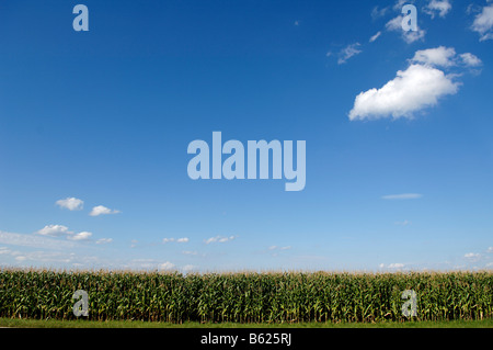 Field of sweetcorn (Zea mays var. rugosa) against a blue sky, Illhaeusern, Alsace, France, Europe Stock Photo