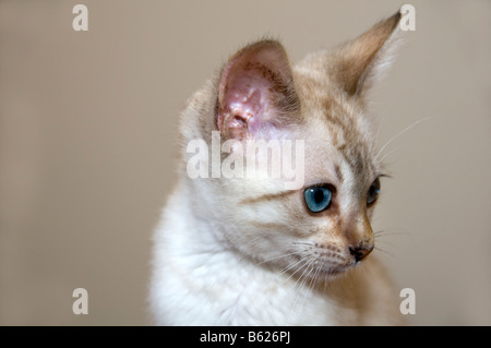 Kitten Stock Photo