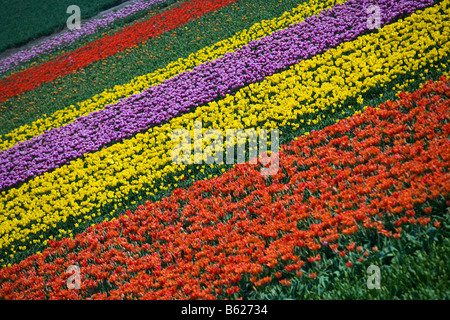 Netherlands Zuid Holland Lisse Tulip field Stock Photo