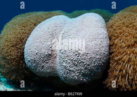 Curiously shaped Flower Pot Coral (Goniopora sp.), Selayar Island, West coast, South Sulawesi, Indonesia, Java Sea, Indian Ocean Stock Photo