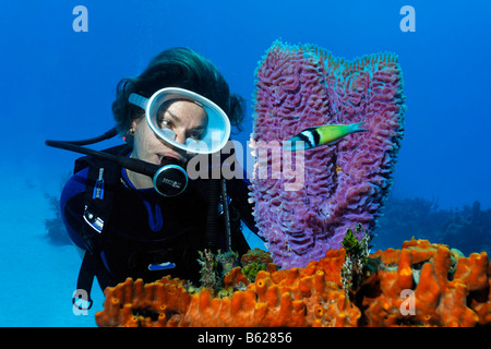 Female diver looking at an Azure Vase Sponge (Callyspongia plicifera) and Bluehead Wrasse (Thalasoma bifasciatum), adult phase, Stock Photo