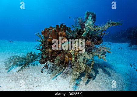 Small block of coral with various sponges and corals on a sandy seafloor, Halfmoon Caye, Lighthouse Reef, Turneffe Atoll, Beliz Stock Photo