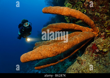 Female diver with a lamp looking at a wonderful example of a Brown tube sponge (Agelas conifera) on a cliff face in a coral ree Stock Photo