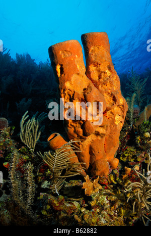 Yellow Tube Sponge (Aplysina fistularis) eaten by fish standing on the edge of a cliff in a coral reef, Hopkins, Dangria, Beliz Stock Photo