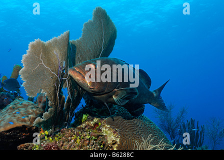 Black Grouper (Mycteroperca bonaci) lurking behind a Venus Sea Fan (Gorgonia flabellum) for prey, Hopkins, Dangria, Belize, Cen Stock Photo
