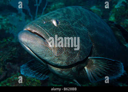 Black Grouper (Mycteroperca bonaci) lurking in a coral reef waiting for prey, Barrier Reef, San Pedro, Ambergris Cay Island, Be Stock Photo