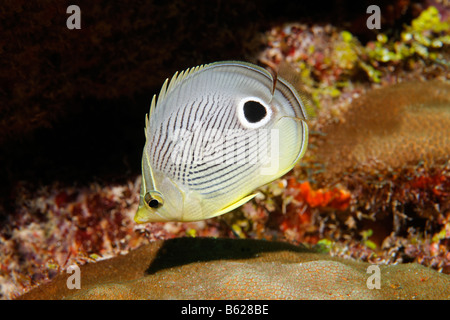 Foureye Butterflyfish (Chaetodon capistratus) swimming through a coral reef, Barrier Reef, San Pedro, Ambergris Cay Island, Bel Stock Photo