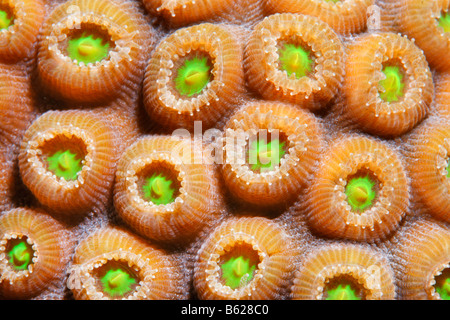 Graphic detail of a Favia Coral (Solanestrea sp.) with blossoming coral polyps, Barrier Reef, San Pedro, Ambergris Cay Island, 