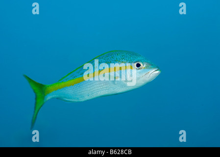 Yellowtail Snapper (Ocyurus chrysurus) in blue water, Barrier Reef, San Pedro, Ambergris Cay Island, Belize, Central America, C Stock Photo