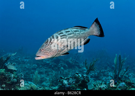 Black Grouper fish (Mycteroperca bonaci) swimming over a coral reef in search of prey, barrier reef, San Pedro, Ambergris Cay I Stock Photo