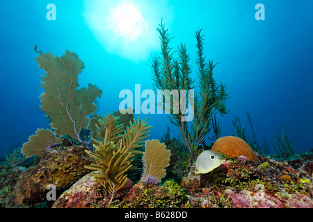 Sunlight shining through water onto a coral garden growing on the ridge of a coral reef, including Four-eyed Butterflyfish or F Stock Photo