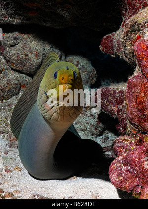 Green Moray (Gymnothorax funebris), an eel, looking inquisitively out of its hole in the coral reef, barrier reef, San Pedro, A Stock Photo