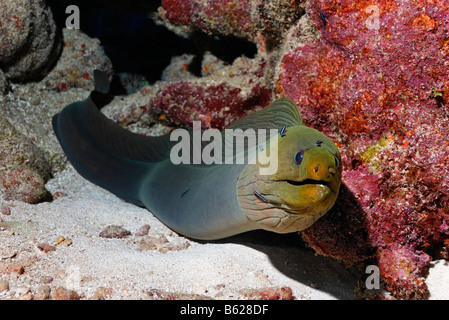 Green Moray (Gymnothorax funebris), an eel, looking inquisitively out of its hole in the coral reef, barrier reef, San Pedro, A Stock Photo