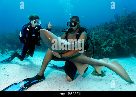 Scuba diver watching her diving instructor stroking the belly of a Nurse Shark (Ginglymostoma cirratum) in way that causes the  Stock Photo