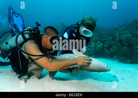 Scuba diver and her dive master caressing the underside of a Nurse Shark (Ginglymostoma cirratum) in way that causes the shark  Stock Photo