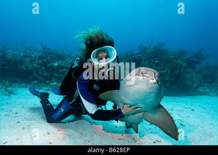 Scuba diver caressing the underside of a Nurse Shark (Ginglymostoma cirratum) in way that causes the shark to fall into a state Stock Photo