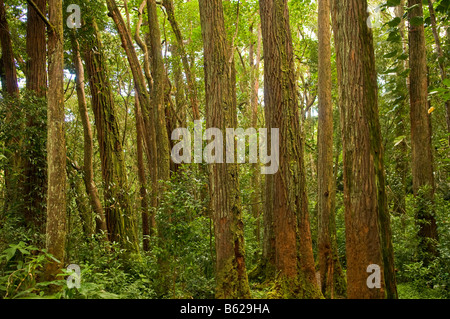 Forest scene, Manoa Falls trail, Honolulu, Oahu, Hawaii, USA Stock Photo