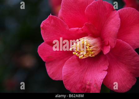 A single flower of a dark pink camellia (Camellia Japonica) blooming in April. Stock Photo