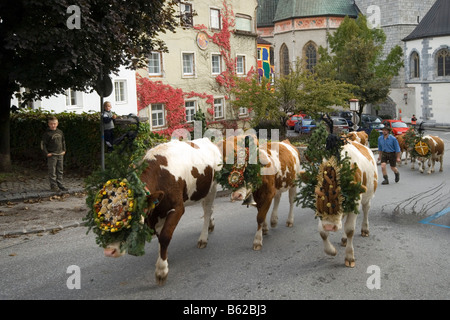 Almabtrieb procession in Schwaz, Marterer-Bauer, Schwaz, Tyrol, Austria, Europe Stock Photo