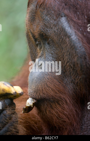 Flanged ex captive bornean orangutan Pongo pygmaeus eating a banana in Tanjung Puting NP Borneo Stock Photo