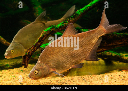 Carp Bream (Abramis brama) in an aquarium in the Mueritzeum, Germany's largest aquarium for native freshwater fish, Waren on th Stock Photo