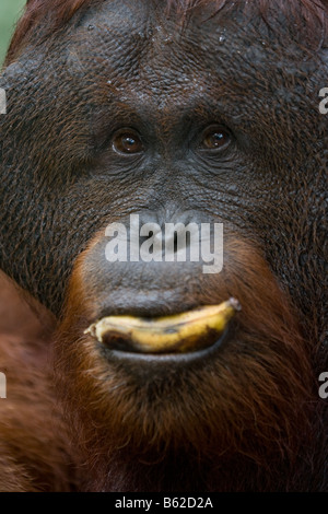 Flanged ex captive bornean orangutan Pongo pygmaeus eating a banana in Tanjung Puting NP Borneo Stock Photo