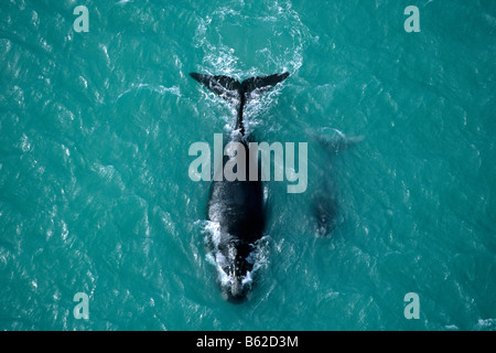 Southern Right Whale (Balaena glacialis australis, Eubalaena australis), mother and calf, aerial view. Stock Photo