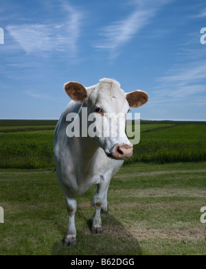 White Dairy Cow on Farm, Eastern Iceland Stock Photo