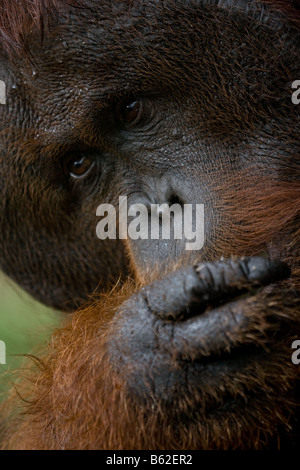 Flanged ex captive bornean orangutan Pongo pygmaeus eating a banana in Tanjung Puting NP Borneo Stock Photo