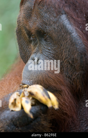 Flanged ex captive bornean orangutan Pongo pygmaeus eating a banana in Tanjung Puting NP Borneo Stock Photo