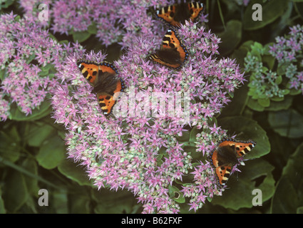Small tortoiseshell butterfly Aglais urticae butterflies on Hylotelephium spectabile Stock Photo