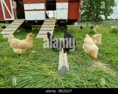 Free range chicken feeding in a field. Stock Photo