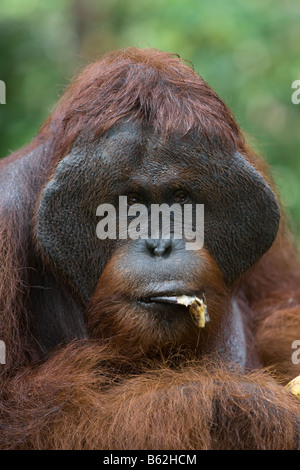 Flanged ex captive bornean orangutan Pongo pygmaeus eating a banana in Tanjung Puting NP Borneo Stock Photo