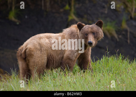 USA Alaska Misty Fjords National Monument Brown Grizzly Bear Ursus arctos feeding in tall sedge grass Stock Photo
