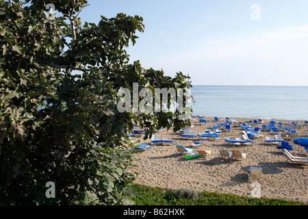 fig tree bay beach protaras cyprus mediterranean Stock Photo