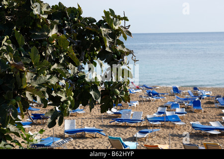 fig tree bay beach protaras cyprus mediterranean Stock Photo